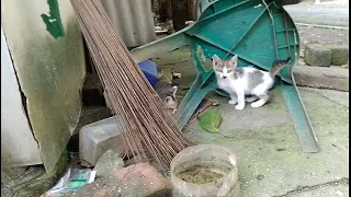 After eating, the kittens want to play.