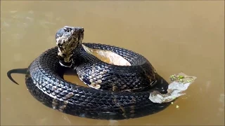 A Very Chill Cottonmouth