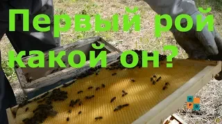 первый рой в ловушке, какой ОН? Как пересадить рой пчел?