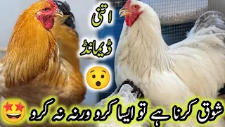 Biggest Size Fancy Hens in Pakistan||Fancy Poultry 2023 Brahma Chickens ||B4BIRDS