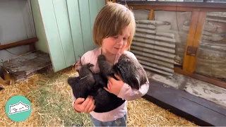 Baby Wombat Falls In Love With Little Girl And Joins Her Dance Routines | Cuddle Buddies