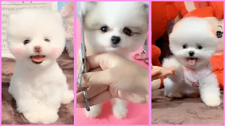 Funny and Cute Pomeranian Videos, Videos de TikTok Part 193