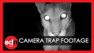 Camera Trap Wildlife: Rare Animals Caught on Camera in Costa Rica