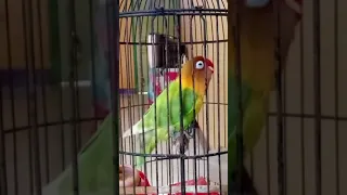 LOVERBIRD DURASI