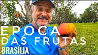 ÉPOCA DE FRUTAS EM BRASÍLIA | UM VERDADEIRO POMAR A CÉU ABERTO