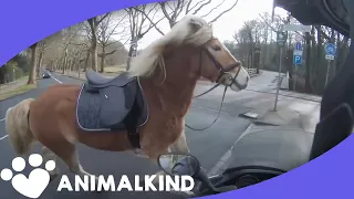 Runaway horse takes owner on wild chase