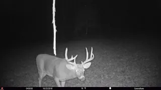 How Many BUCKS Can You Attract To Your Land