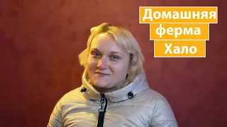 С чего начиналась домашняя ферма. Ферма Хало | продажа сыров | молоко