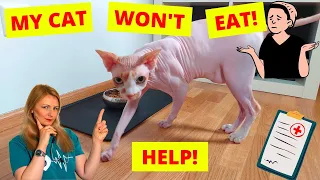 Why Is My Cat Not Eating? What should I do? (Vet Explains + Demonstration)