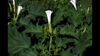 Champ de Datura, un an après ! Et introduction aux plantes bio-indicatrices