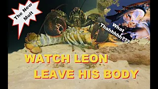 Watch Leon leave His Body - The 2nd Molt