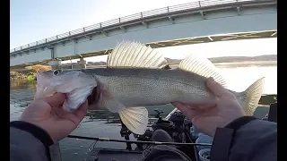 Crushing Walleye Using Garmin Livescope (so many fish)