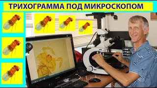 Parasitoid Trichogramma Under Microscope (х2,000). Biocontrol of Pests in Orchards & Fields.