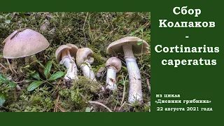 Сбор Колпаков (КУрочек) -  Cortinarius caperatus. "Дневник грибника" 22 августа 2021 года.