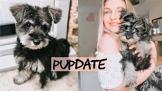 A DAY IN THE LIFE OF MY MINI SCHNAUZER PUPPY | routine, training and update