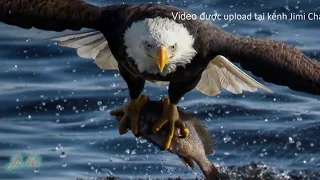 The Best Golden Eagle attack in 2019 –Most Amazing Moment of Wild Animal Fights, Wild Animal Attack