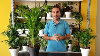 Cuidados de la PALMA ARECA. QUÉ HACER para que NO se SEQUEN LAS HOJAS de las PLANTAS TROPICALES.