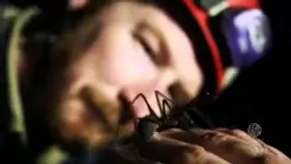 Video 1:54          Tasmania  s giant cave spiders star in a new documentary involving British auth