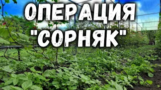 Операция "СОРНЯК" или чистота на винограднике!