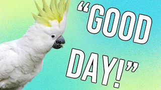 Teach your Bird to say Good Day “g’day”. Parrot training video