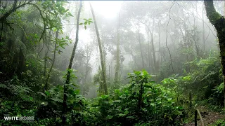 Rainforest Rain Sounds for Sleeping or Studying - White Noise Rainstorm 2 Hours