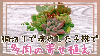 【多肉植物】胴切りして増やした子株で多肉の寄せ植え