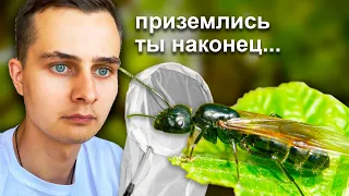 Порхай, как муравей, жаль, что это ненадолго. Лёт Camponotus vagus уже в разгаре!  Димон и пумба