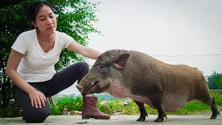 Free new life | Farm Animal Care, Buy More Breeding Pigs To Raise, Build a Green Farm