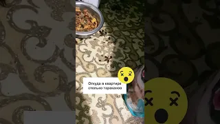 Тараканы в квартире очень много