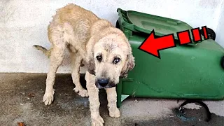 The sick dog collected scraps and lived on the street. His owners treated him horribly...