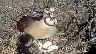 Die Gans trägt das zerbrochene Ei weg~2023-03-01~Storchennest am Menkebach