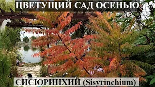 ОСЕННИЙ САД обзор сада 13 октября | СИСЮРИНХИЙ (Sisyrinchium) РЕДКИЕ РАСТЕНИЯ В САДУ