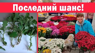 Ещё можно успеть!!! Размножение хризантемы черенками осенью