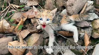 Rescue A Very Angry, Feral Kitten And Earns His Love, I adopted them and gave them a dream home