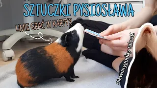 SZTUCZKI MOJEJ ŚWINKI MORSKIEJ!