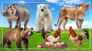 Baby farm animal moments: Hippo, Lioness, Bear, Rooster, Polar Bear, Chicken