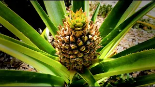 How to Grow Pineapples - & When to Harvest