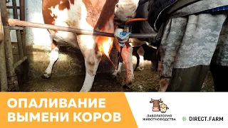 Уход за выменем. Опаливание вымени коров