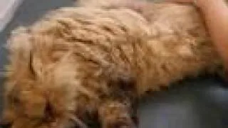 Shaved Pussy (cat) - Persian Cat getting shaved