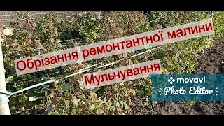 Як обрізати правильно ремонтантну малину восени. Мульчування малини.