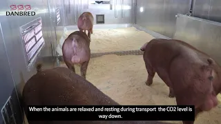 Ny DanBred transporter sikrer højeste dyrevelfærd og sundhed