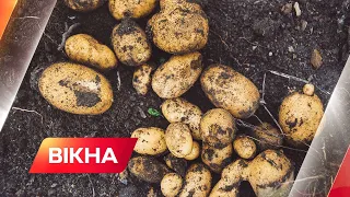 POTATO HARVEST IN UKRAINE 2021: what will happen to the price of vegetables in autumn | Вікна-Новини