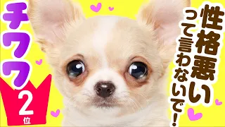 2nd place Chihuahua ｜ TOP100 Cute dog breed video