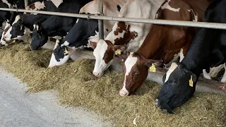 Central Pennsylvania dairy farmers working to keep cows cool during the heatwave
