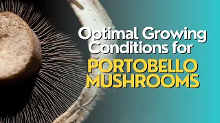 Optimal Environmental Conditions for Growing Portobello Mushrooms