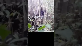 THAT COULD BE BIGFOOT