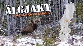 Älgjakt i Paljakka vildmark