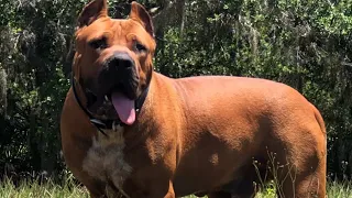 Boerboel cooling off in the Florida🏝️heat @UniqueMastiffs333