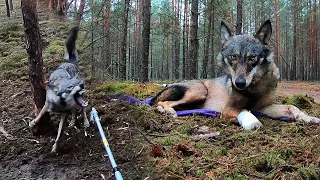 Wolf in a noose snare trap. Catching wild wolves and releasing them in Belarus | Film Studio Aves