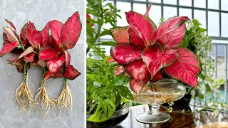 Araceae Rotundum Pink Super Beautiful. Aquatic plant decorate Office MILLION VIEWS
